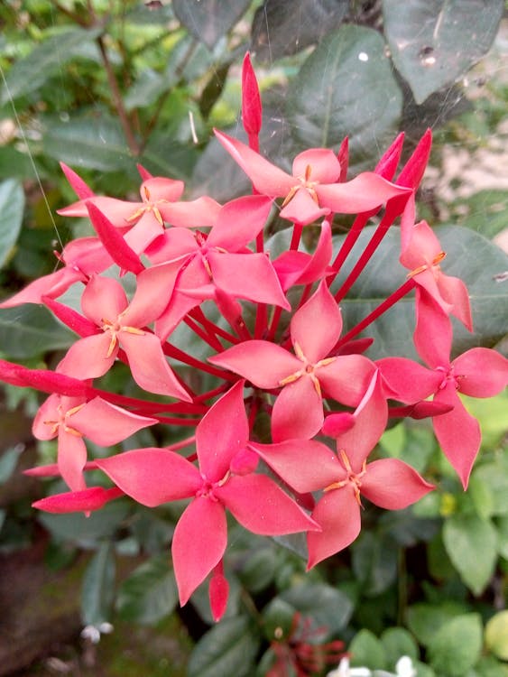 Conseils pour organiser une garden party d'entreprise — Zeevents Productions